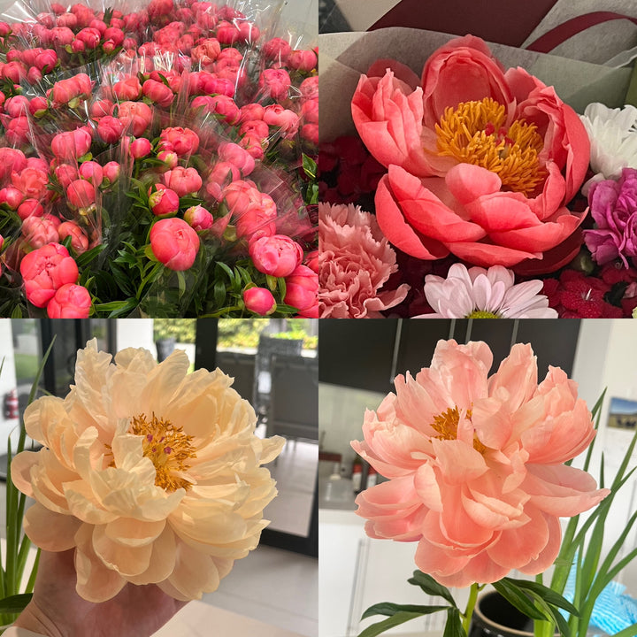 Coral Peonies, magical colour change